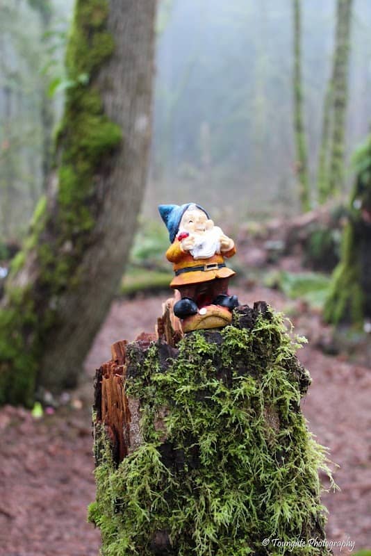 New Gnome Trail - Image 2