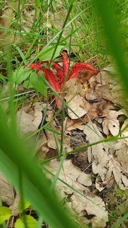 Delani Forest - Image 1