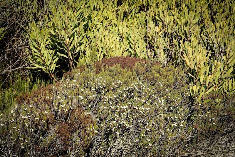 Rota das Camarinhas - Image 2