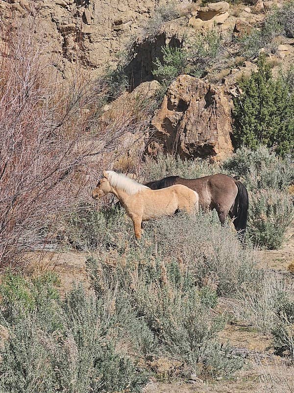 Coal Canyon Trailhead - Image 1