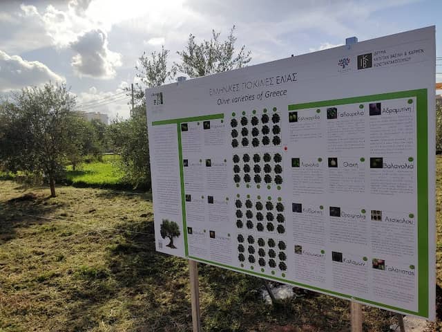 Olive Varieties of Greece - Demonstrative grove (ELGO - DIMITRA) - Image 2