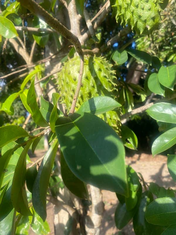 Ladeira do Ganso - Image 1