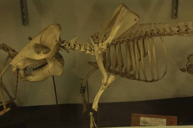 Museu de História Natural - Image 1