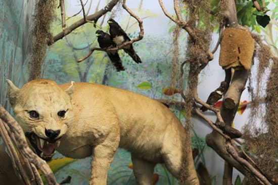 Museu de História Natural - Image 2