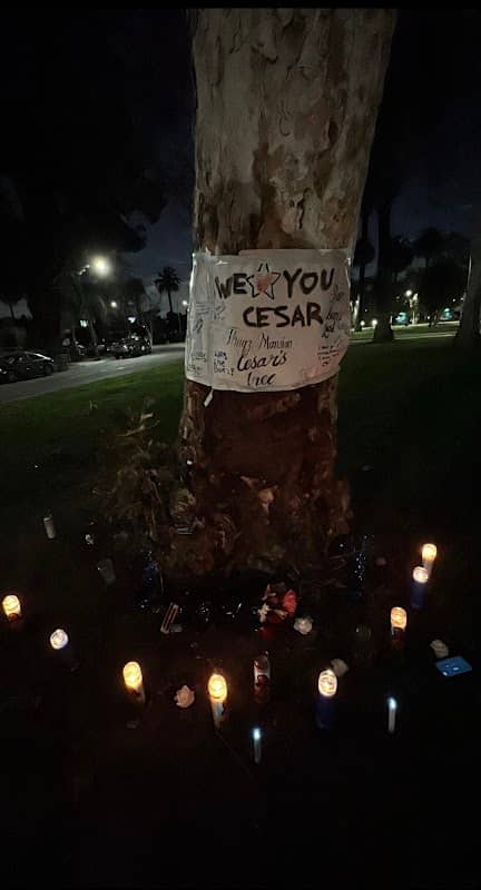 Cesar’s tree - Image 2