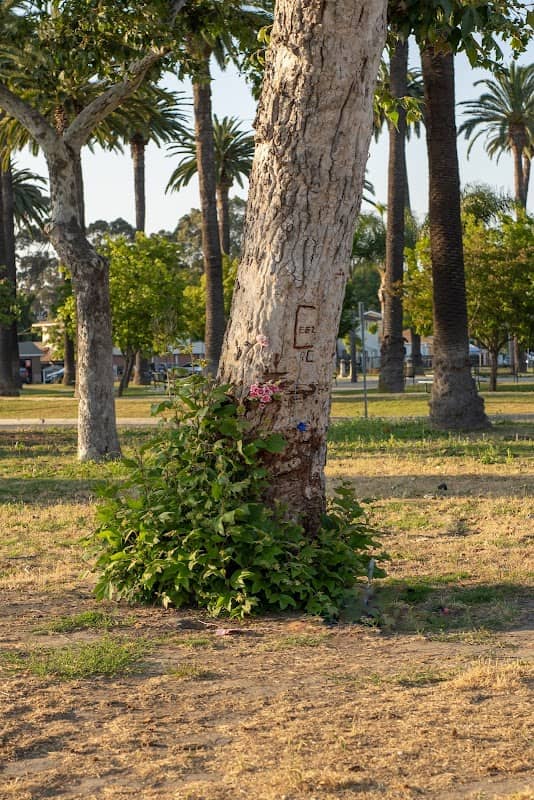 Cesar’s tree - Image 1