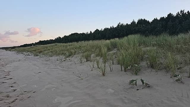 Strandschlange Trassenheide - Image 1