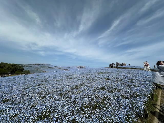 Miharashi no Sato (Field of Miharashi Village) - Image 1