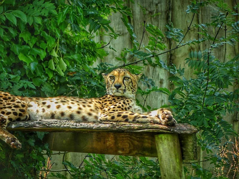 Paignton Zoo Environmental Park - Image 3