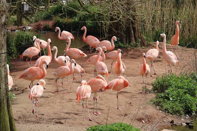 Paignton Zoo Environmental Park - Image 2