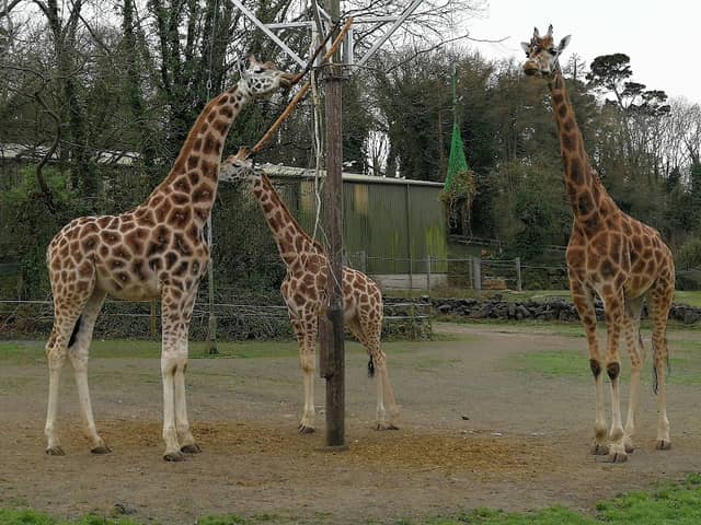 Paignton Zoo Environmental Park - Image 1