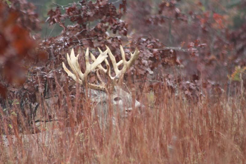 Baker Bucks - Image 1