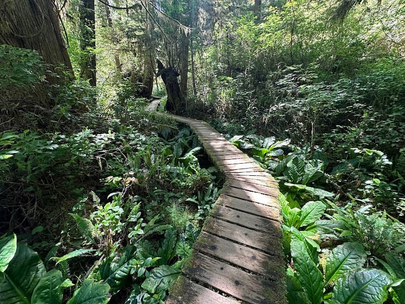 Rainforest Trail - Image 1