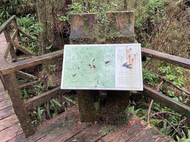 Rainforest Trail - Image 2