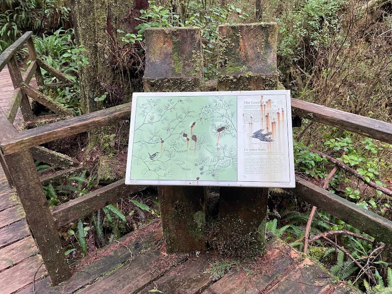Rainforest Trail - Image 2