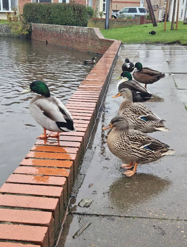 Soham Duck pond - Image 2