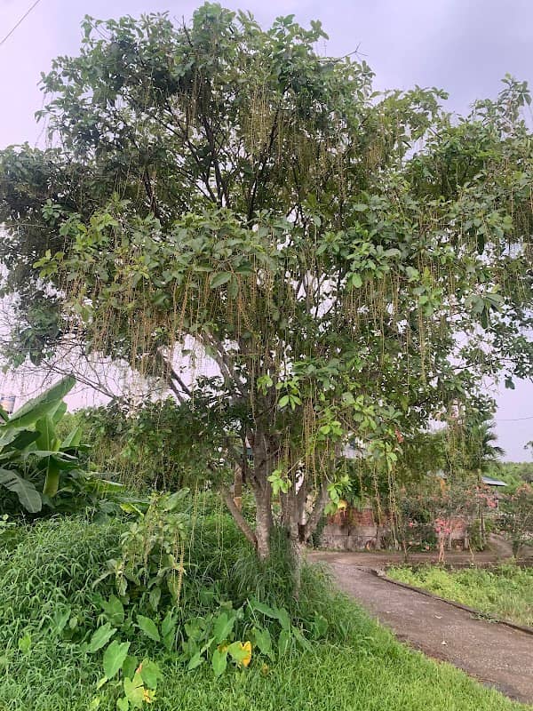 cây lộc vừng ngõ 8 - Image 1