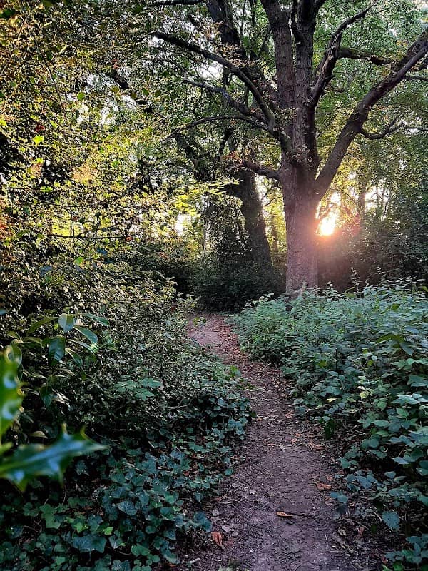 Byerly Wood - Image 2