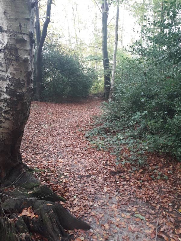 Byerly Wood - Image 1