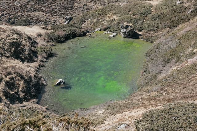 Ziv's spring - Image 3