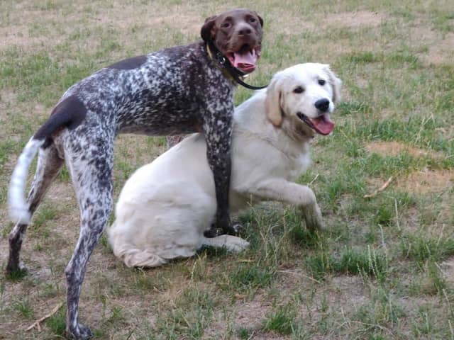 Pooch Playland - Image 2