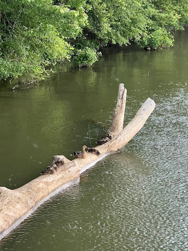 Kayak launch - Image 2