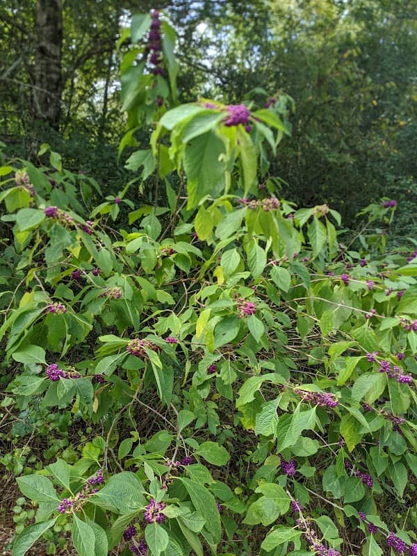 Gary Halter Nature Center - Image 2