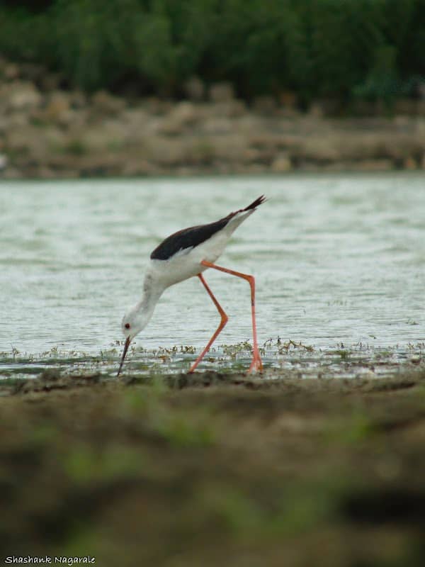 Bird Watching Spot, Chhatri Talao, BhaNkhed Road, Amravati - Image 2