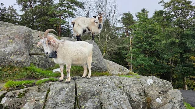The Fløyen goats - Image 3