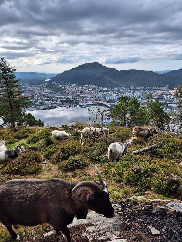 The Fløyen goats - Image 1
