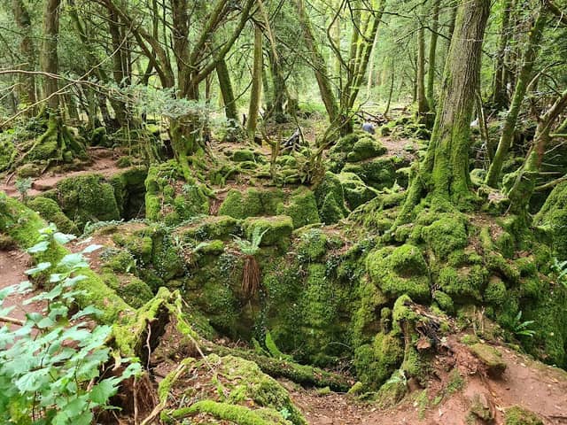 Puzzlewood - Image 1