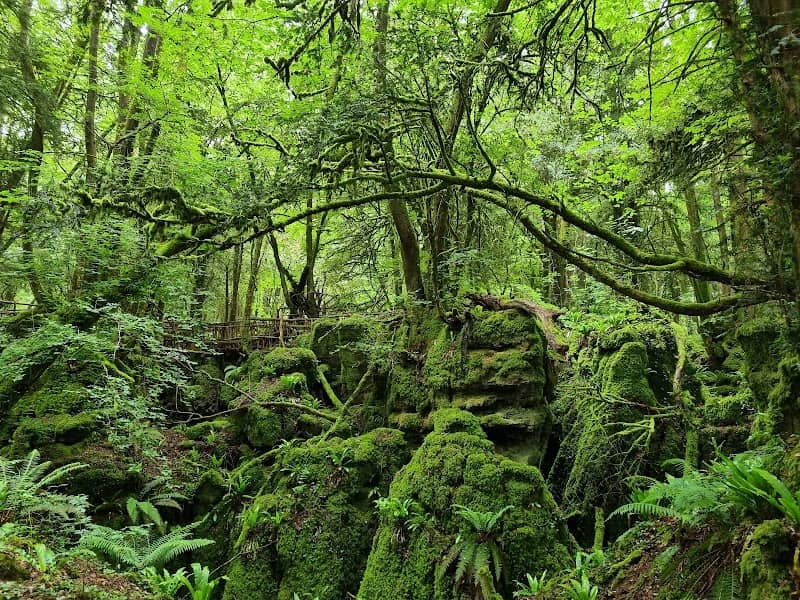 Puzzlewood - Image 3