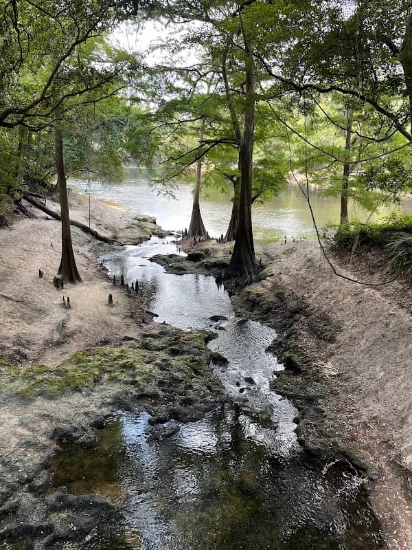Suwannee River State Park - Image 3