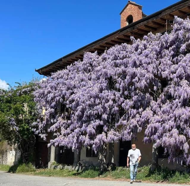 La casa del glicine - Image 1
