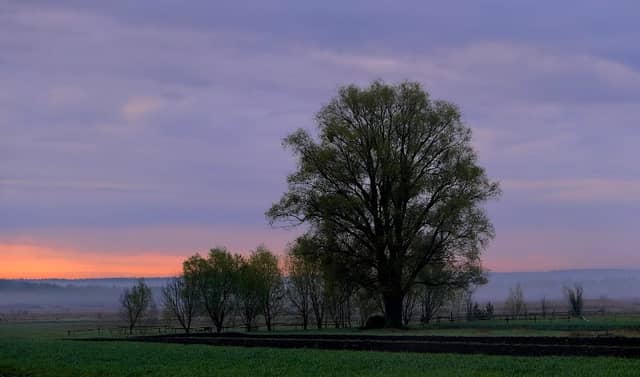 Вікова липа - Image 1