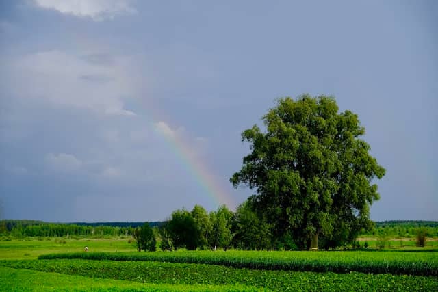 Вікова липа - Image 2