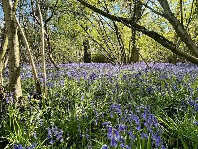 Blackwater Wood - Image 2