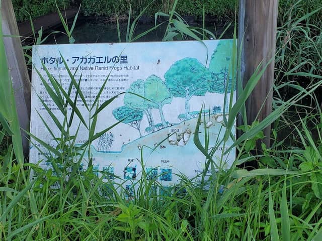 Natural Habitat of Heike Fireflies and Ranid Frogs - Image 1