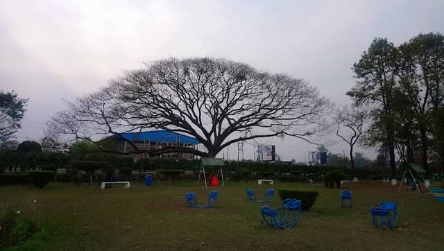Jotali Tree - Image 1