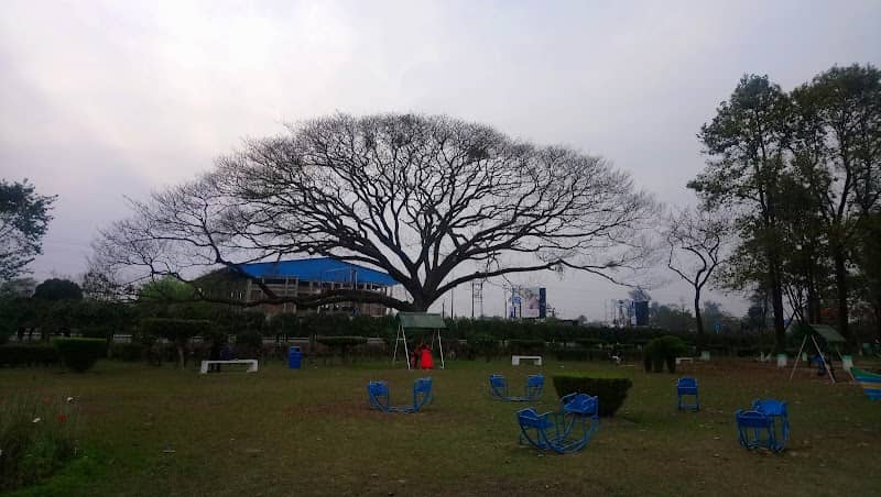Jotali Tree - Image 1