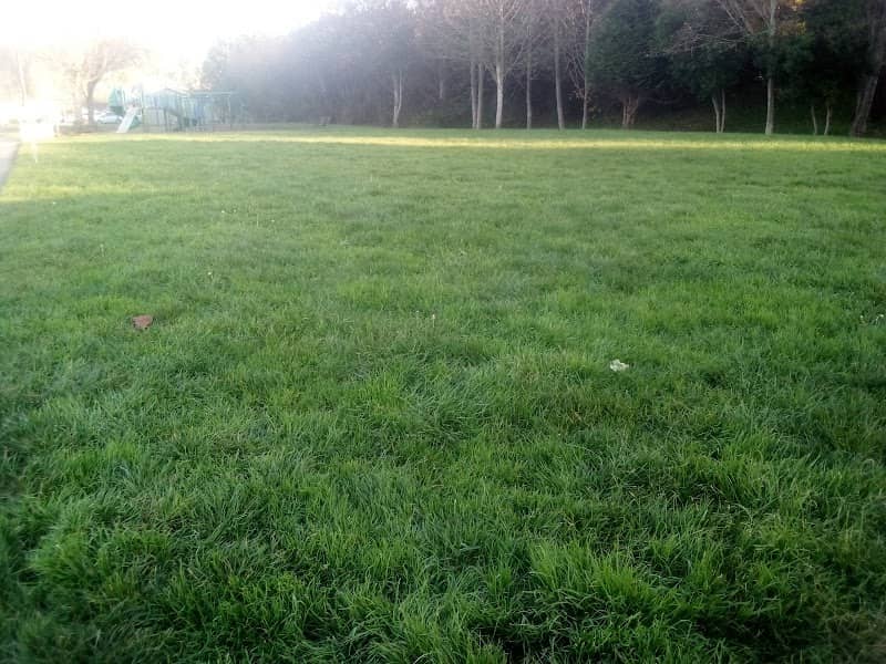 Cahill Park - Image 2