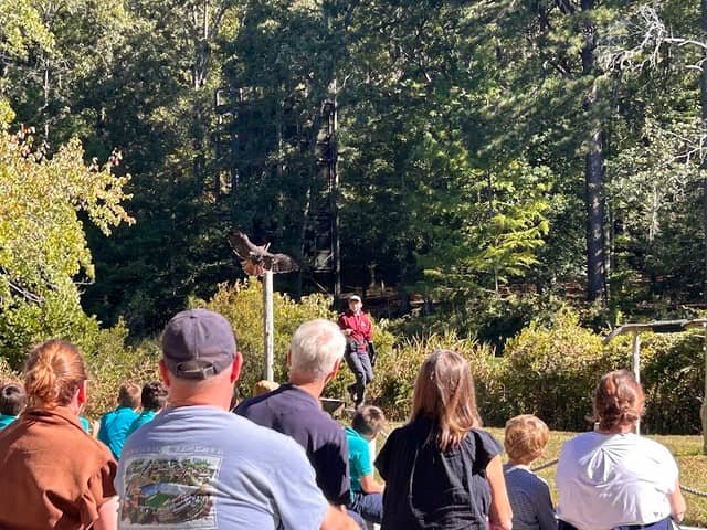 Callaway Gardens Birds of Prey show - Image 1