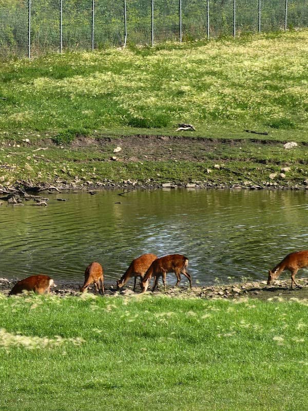 Wild Life Observatory - Image 2