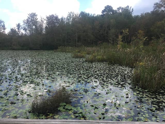 NeSmith Preserve - Starr's Mill Environmental Trail & Boardwalk - Image 2