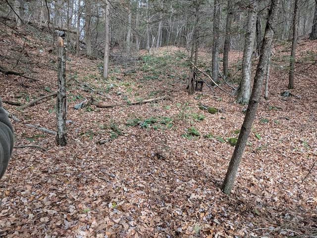 Westfield Wildlife Management - Image 2