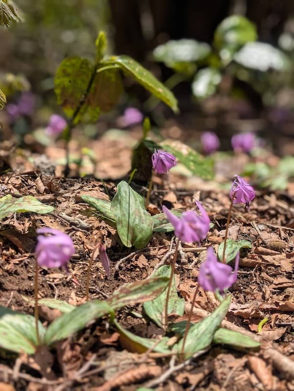 Tsukuba Sanchō Katakuri no Sato (Asian Fawn Lily Field) - Image 1