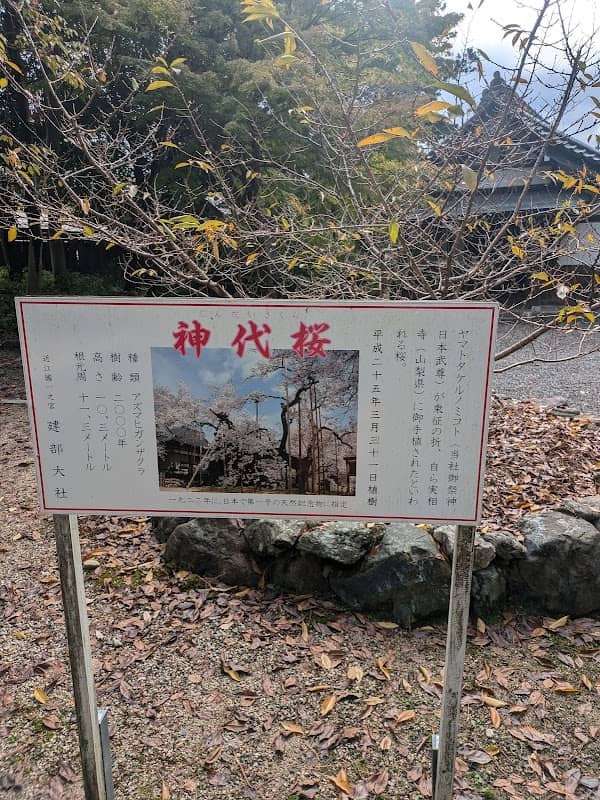 神代桜 - Image 1