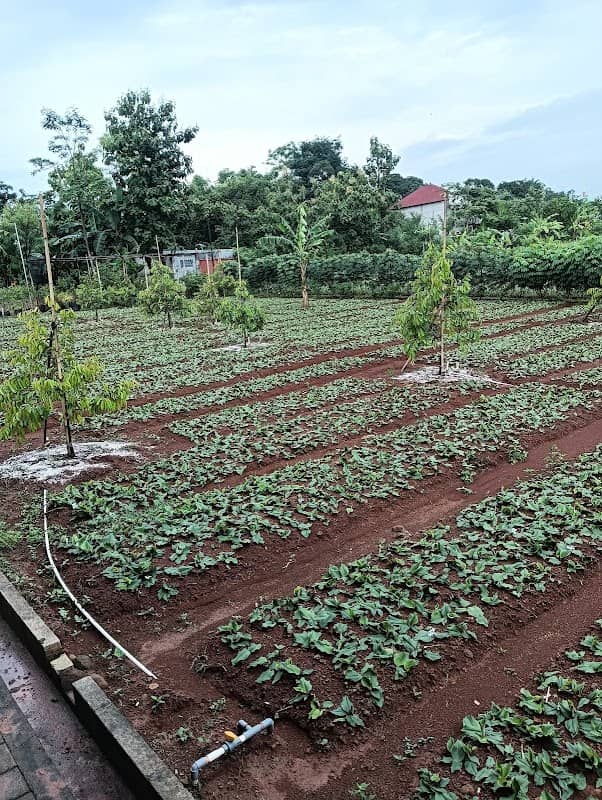 Gasebo durian duri hitam - Image 1