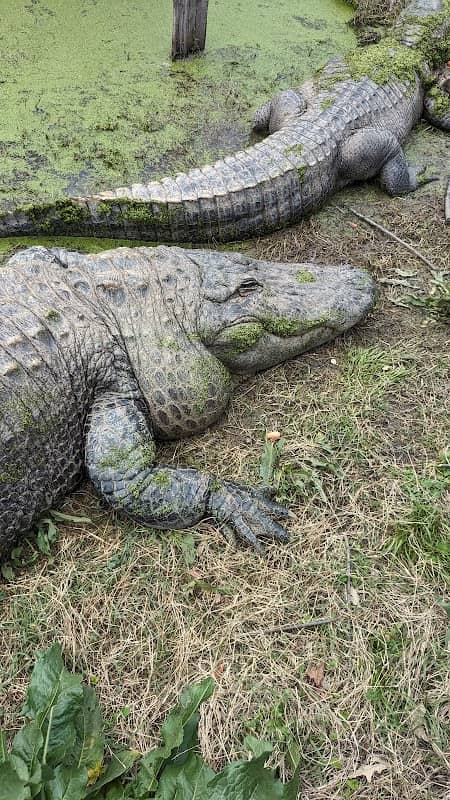 East Texas Gators and Wildlife Park - Image 1