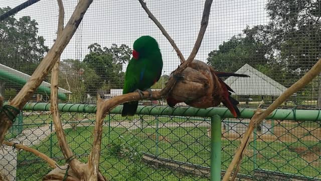 Birds Feeding - Image 1